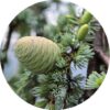 living-libations-cedar