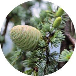 living-libations-cedar