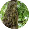 living-libations-sandalwood-traditional