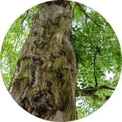 living-libations-sandalwood-traditional
