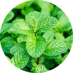 living-libations-Peppermint-Willamette-Essential-Oil