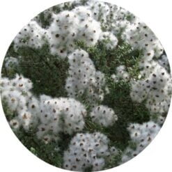 ll-cape-chamomile-essential-oil