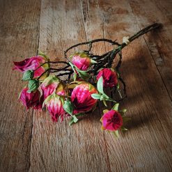 dhs-hibiscus-roze