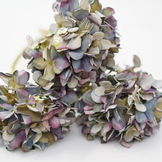 dhs-hydrangea-old-bleu-1