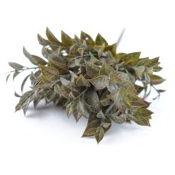 dhs-lauro-bush-bronze-1