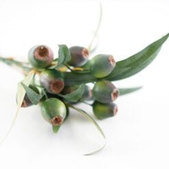 dhs-olea-europea