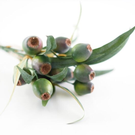 dhs-olea-europea