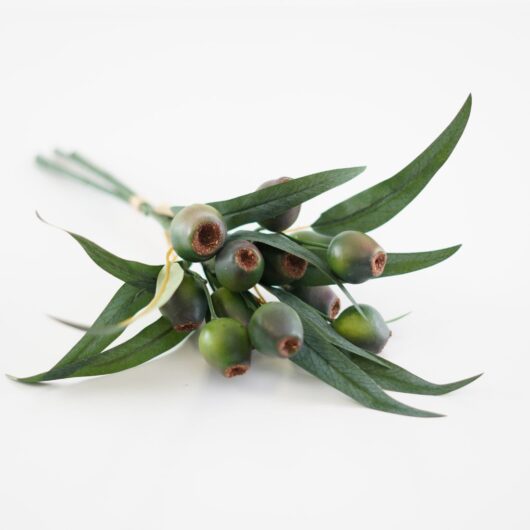 dhs-olea-europea-green