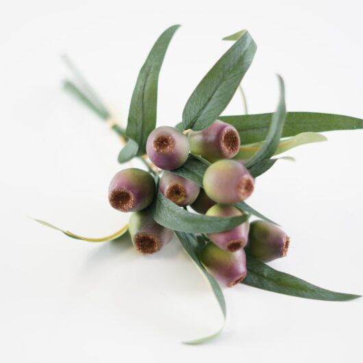 olea-europea-reddish-purple