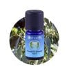 oshadhi-eucalyptus-globulus