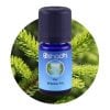 oshadhi-fir-siberian