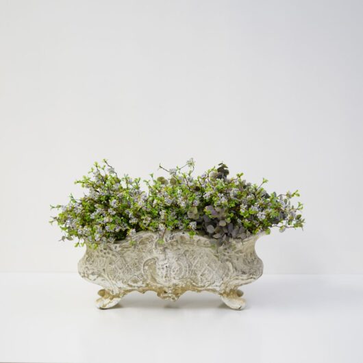 dhs-ceanothus-blue-sapphire