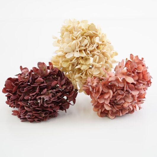 dhs-old-hydrangea-small
