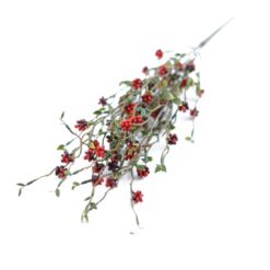 dhs-red-berry-bush-new