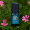 Geranium, Rose (organic)