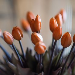 dhs-bunch-of-rust-colored-tulips-1