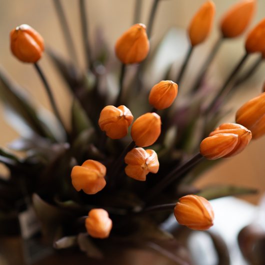 dhs-bunch-of-rust-colored-tulips-4