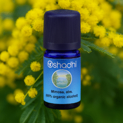 Mimosa (absolute)