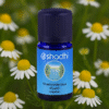 Chamomile blue, Egypt organic