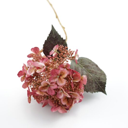 dhs-hydrangea-old-pink-1