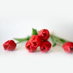 dhs-red-tulips-1