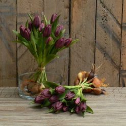 dhs-tulpenschoof-plum2