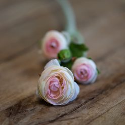 dhs-creamy-rose-ranunculus-1