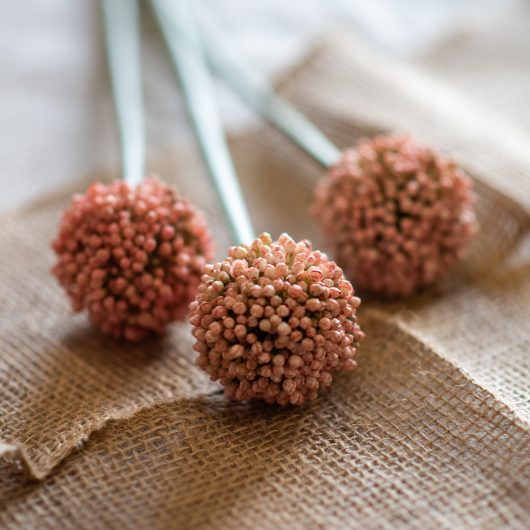 dhs-allium-pink-1