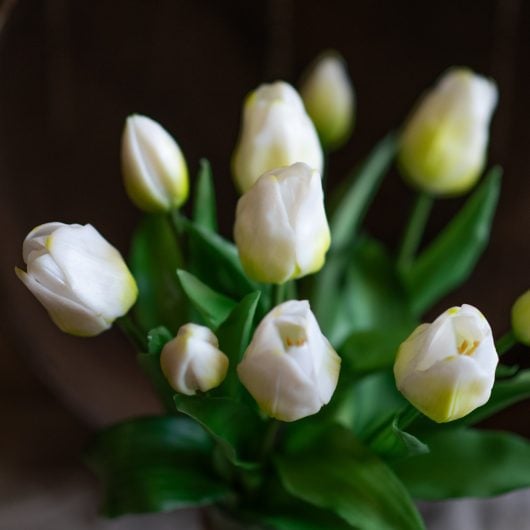 dhs-white-tulips-new1