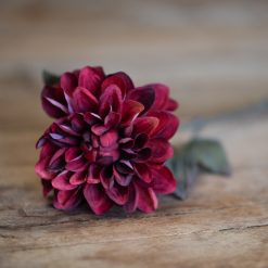 dhs-dahlia-burgundy
