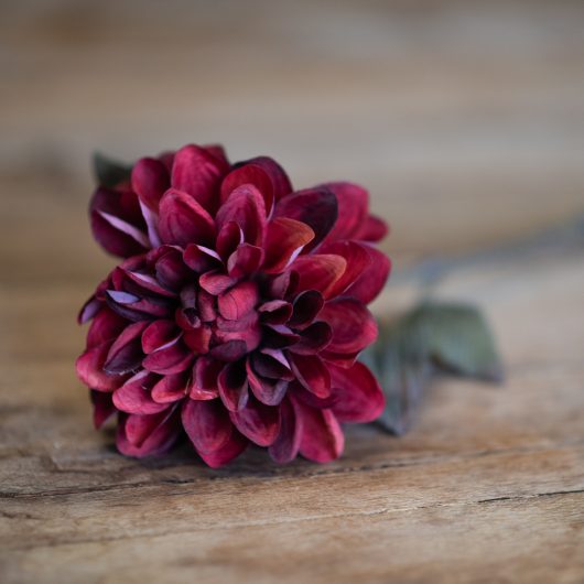 dhs-dahlia-burgundy