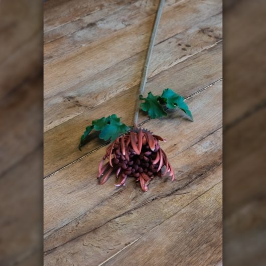 dhs-chrysanthemum-burgundy-1