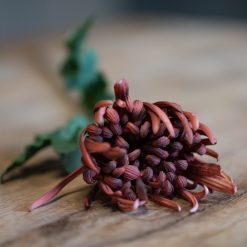 dhs-chrysanthemum-burgundy