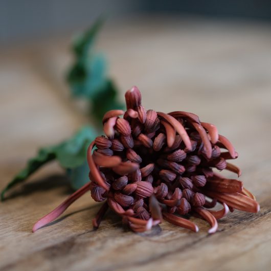 dhs-chrysanthemum-burgundy