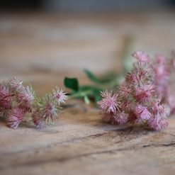 dhs-dautus-carota-pink