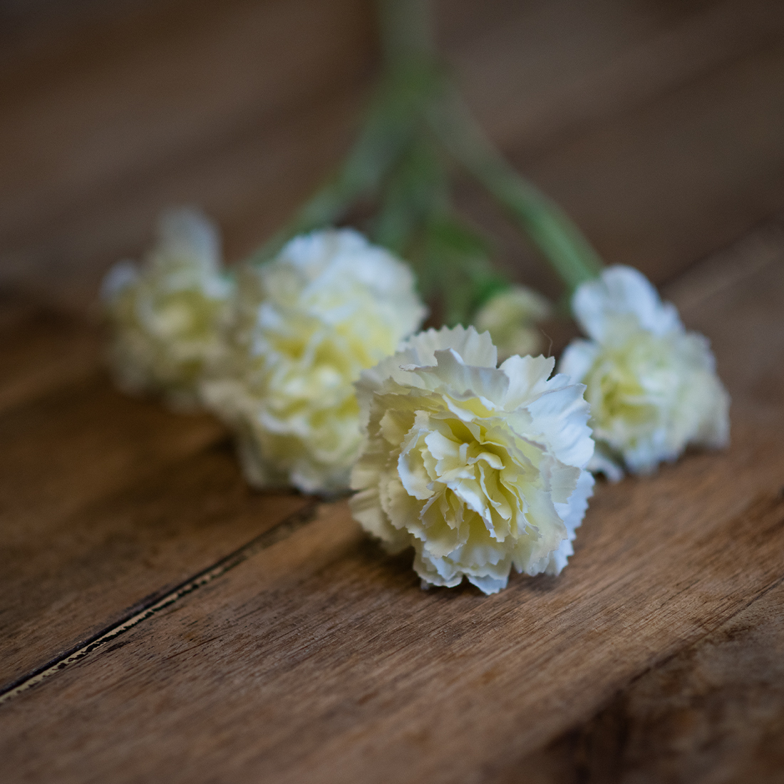 dhs-cream-dianthus-2