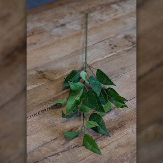 dhs-wild-prunus