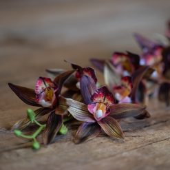 dhs-star-cymbidium
