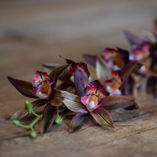 dhs-star-cymbidium
