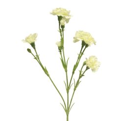 full-cream-dianthus-new