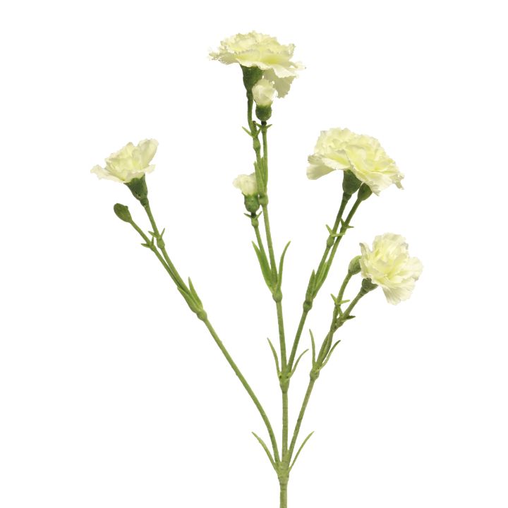 full-cream-dianthus-new