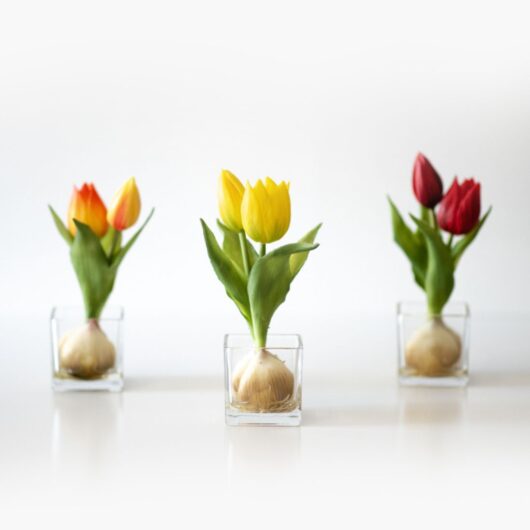 dhs-ruysdael-tulips-3colors