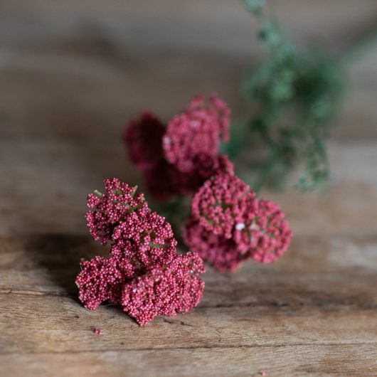 dhs-achillea-pink