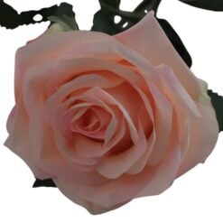 dyon-rose-8