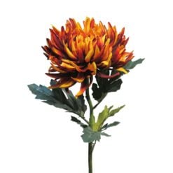 Chrysanthemum Deep rust