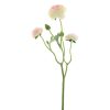dhs-ranunculis-cream-pink-new