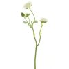 Ranunculus Creamy