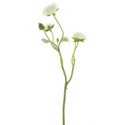 Ranunculus Creamy