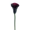 dhs-calla-purpura-new