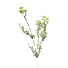 Achillea White